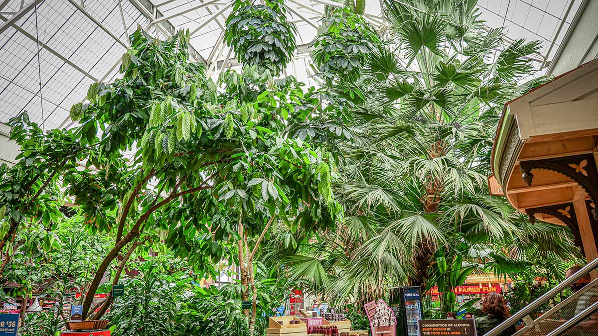 Plants inside Chocolate World